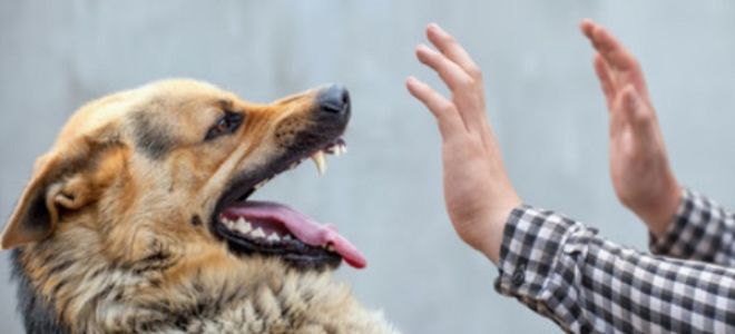 Как защититься от собаки на улице